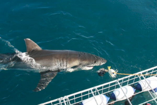 Hai-Tauchen in Südafrika